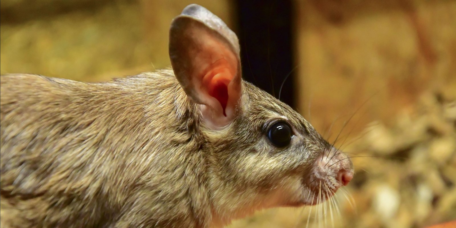 Večerní prohlídka se zoologem