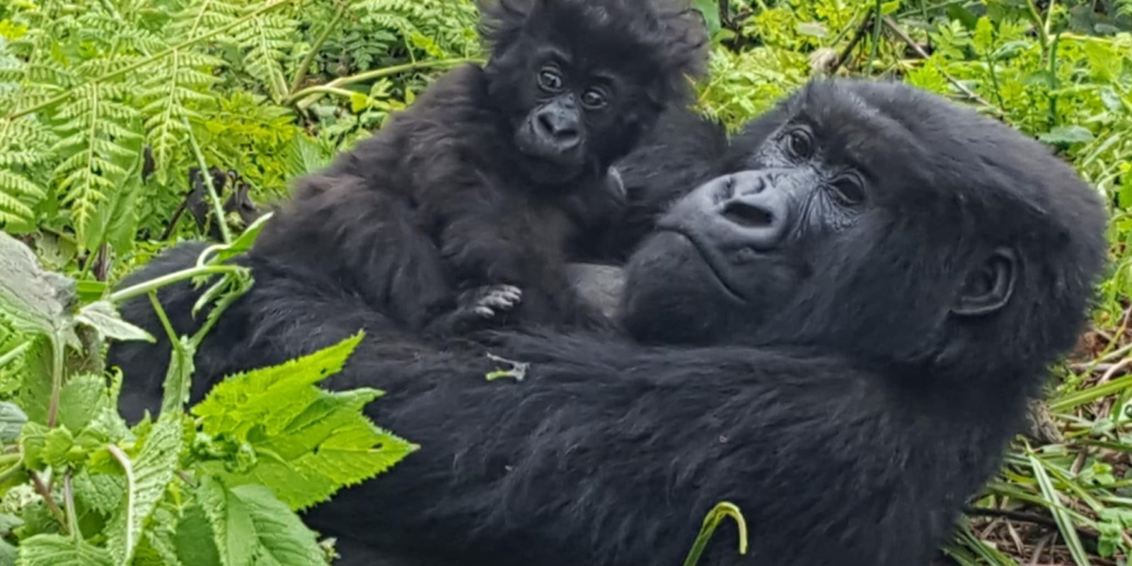 Večery PodpoVRCHem: Výpravy za gorilami do volné přírody Ugandy, Rwandy a Konga 