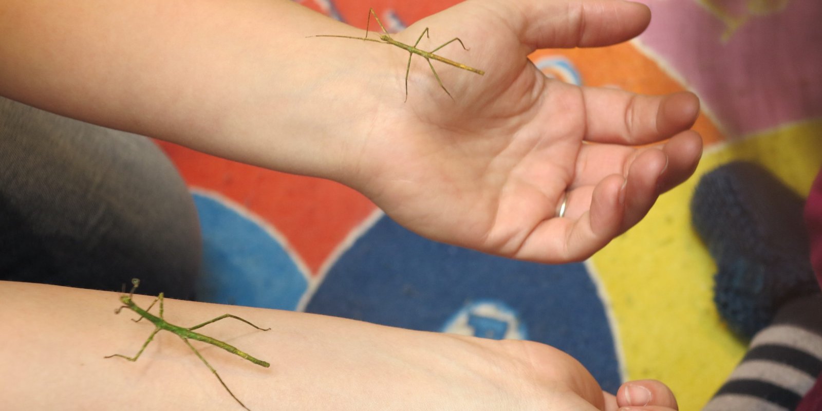 Hrátky se zvířátky