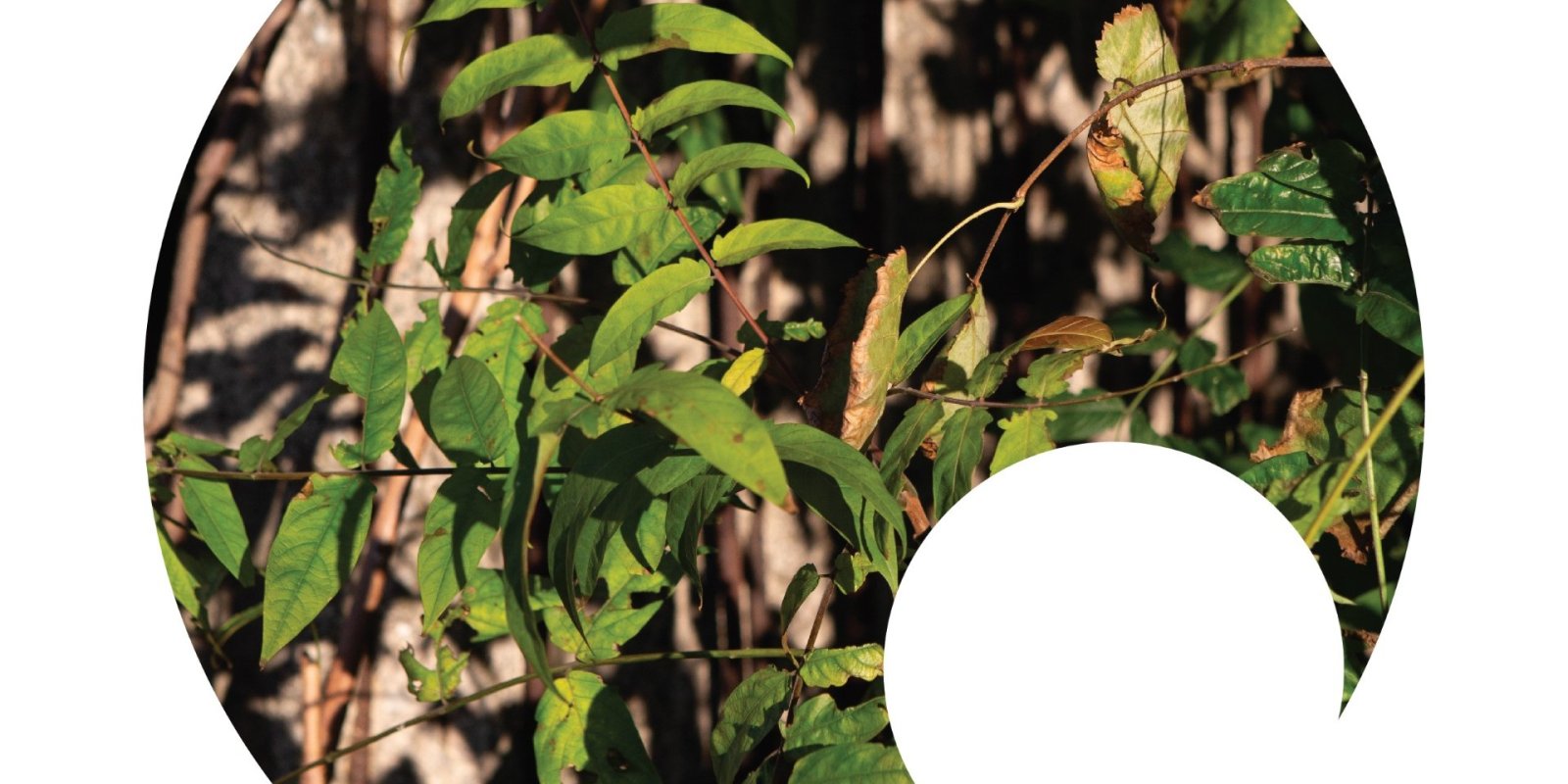 Klára Kusá - Kto sa nehýbe, necíti okovy 