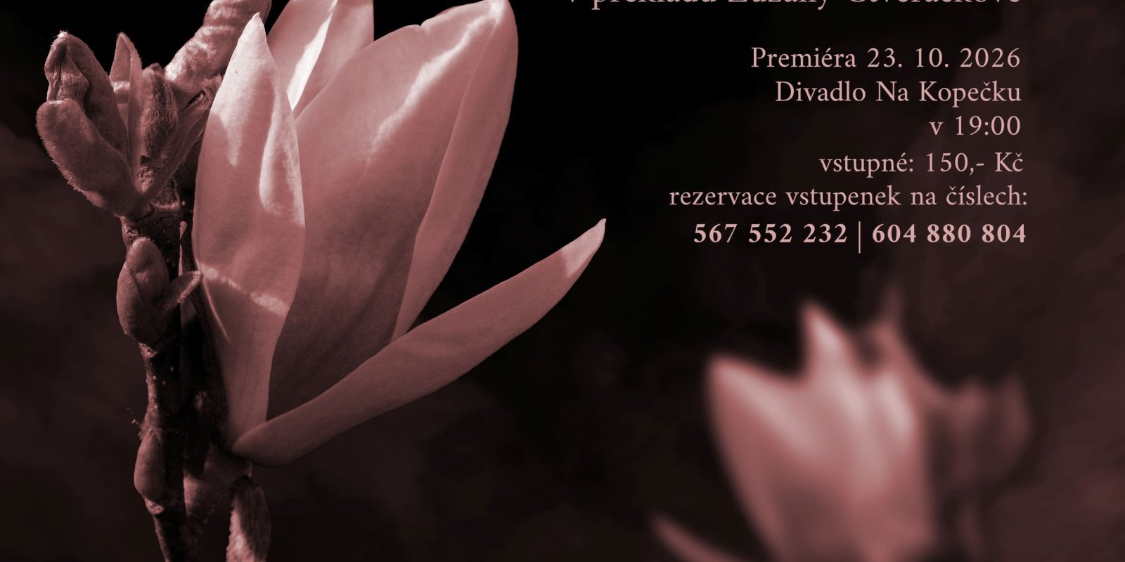 Ocelové magnolie