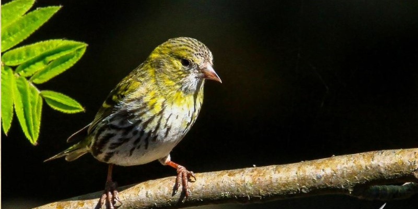 Vítání ptačího zpěvu 2026